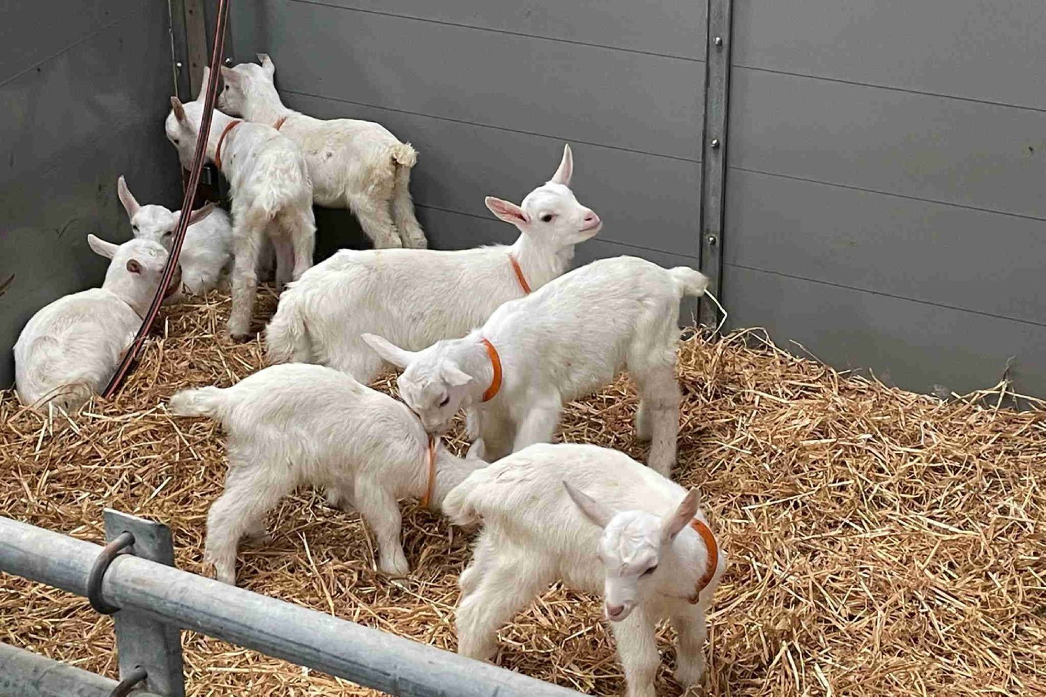 Franse geitenmelkproductie blijft groeien ondanks hitte
