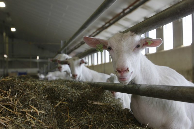 Verdere ontwikkeling geitenhouderij onderzocht – Geitenhouderij