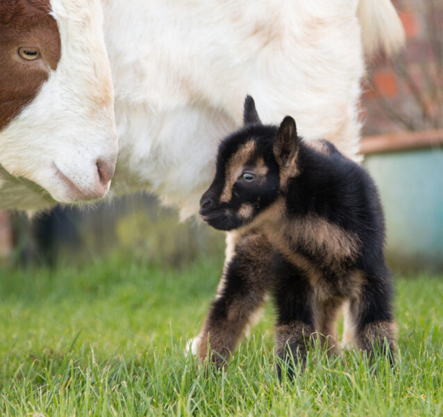 Geitje Kleinste melkgeitenras nu ook in het Verenigd Koninkrijk dankzij IVF ...