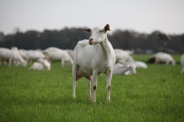 Partner Agrifirm – Geitenhouderij